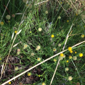 Calotis lappulacea at Yass, NSW - 1 Feb 2018 12:37 PM