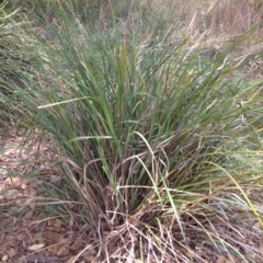 Lomandra longifolia (Spiny-headed Mat-rush, Honey Reed) at Yass, NSW - 1 Feb 2018 by GeoffRobertson