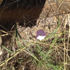 Convolvulus angustissimus subsp. angustissimus (Australian Bindweed) at Yass, NSW - 1 Feb 2018 by GeoffRobertson