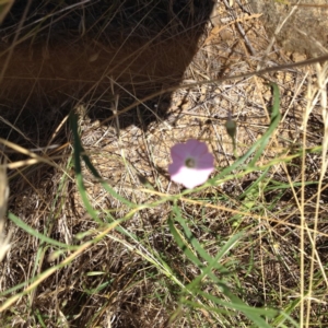 Convolvulus angustissimus subsp. angustissimus at Yass, NSW - 1 Feb 2018