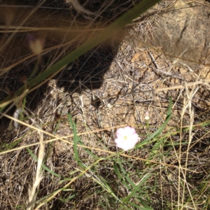 Convolvulus angustissimus subsp. angustissimus at Yass, NSW - 1 Feb 2018