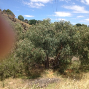 Eucalyptus camaldulensis subsp. camaldulensis at Yass, NSW - 1 Feb 2018 01:18 PM