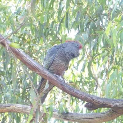 Callocephalon fimbriatum (Gang-gang Cockatoo) at Red Hill to Yarralumla Creek - 1 Feb 2018 by JackyF