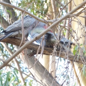 Callocephalon fimbriatum at Hughes, ACT - 1 Feb 2018