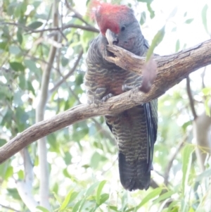 Callocephalon fimbriatum at Hughes, ACT - 1 Feb 2018