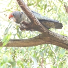 Callocephalon fimbriatum at Hughes, ACT - suppressed