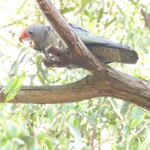 Callocephalon fimbriatum at Hughes, ACT - 1 Feb 2018