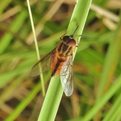 Trichophthalma nicholsoni (Nicholson's tangle-veined fly) at Cotter River, ACT - 31 Jan 2018 by JohnBundock