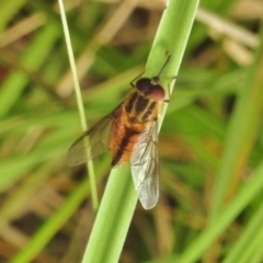 Trichophthalma nicholsoni (Nicholson's tangle-veined fly) at Cotter River, ACT - 31 Jan 2018 by JohnBundock