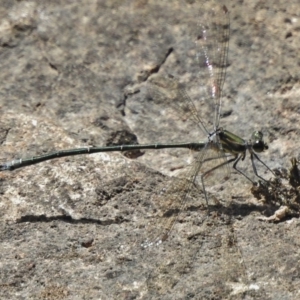 Austroargiolestes icteromelas at Cotter River, ACT - 1 Feb 2018