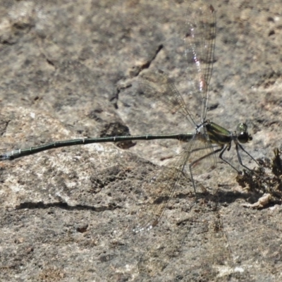 Austroargiolestes icteromelas (Common Flatwing) at Cotter River, ACT - 1 Feb 2018 by JohnBundock