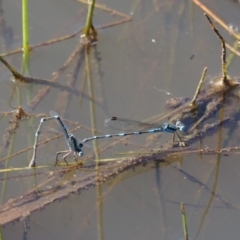 Austrolestes leda (Wandering Ringtail) at Belconnen, ACT - 20 Jan 2018 by KenT