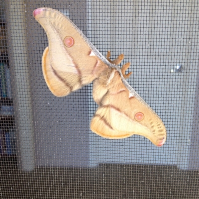 Opodiphthera eucalypti (Emperor Gum Moth) at Berridale, NSW - 10 Dec 2017 by GeoffRobertson