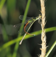 Ischnura aurora (Aurora Bluetail) at Belconnen, ACT - 21 Jan 2018 by KenT