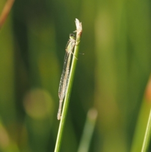 Ischnura aurora at Belconnen, ACT - 21 Jan 2018