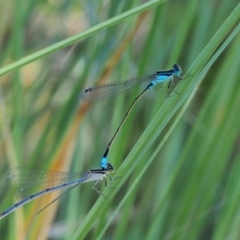 Ischnura heterosticta (Common Bluetail Damselfly) at Aranda Bushland - 20 Jan 2018 by KenT