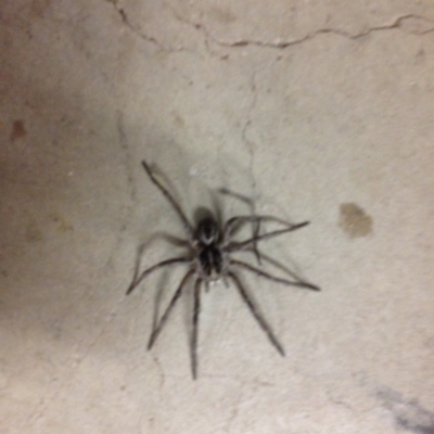 Lycosidae (family) (Unidentified wolf spider) at Berridale, NSW - 10 Dec 2017 by GeoffRobertson