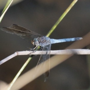 Orthetrum caledonicum at Belconnen, ACT - 20 Jan 2018