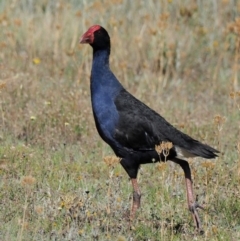 Porphyrio melanotus (Australasian Swamphen) at Belconnen, ACT - 20 Jan 2018 by KenT