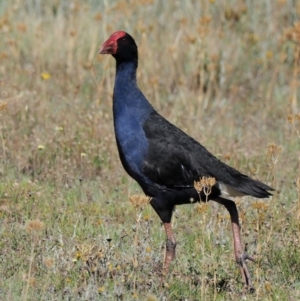 Porphyrio melanotus at Belconnen, ACT - 20 Jan 2018