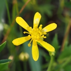 Ranunculus papulentus (Large River Buttercup) at Belconnen, ACT - 21 Jan 2018 by KenT