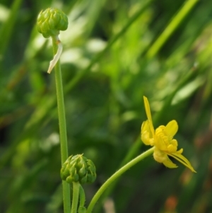 Ranunculus papulentus at Belconnen, ACT - 21 Jan 2018