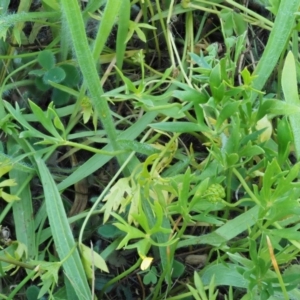 Ranunculus papulentus at Belconnen, ACT - 21 Jan 2018