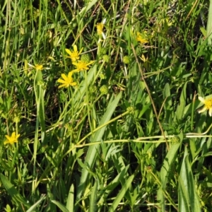 Ranunculus papulentus at Belconnen, ACT - 21 Jan 2018