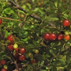 Coprosma hirtella (Currant Bush) at Cotter River, ACT - 31 Jan 2018 by JohnBundock