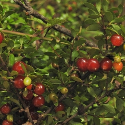 Coprosma hirtella (Currant Bush) at Cotter River, ACT - 1 Feb 2018 by JohnBundock