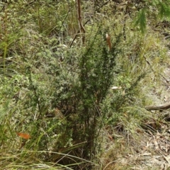 Coprosma hirtella at Cotter River, ACT - 1 Feb 2018