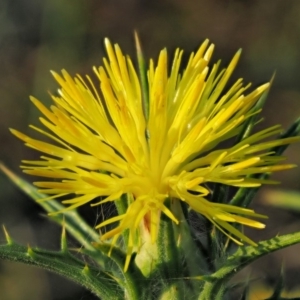 Carthamus lanatus at Belconnen, ACT - 21 Jan 2018