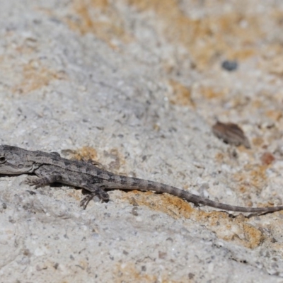 Amphibolurus muricatus (Jacky Lizard) at Paddys River, ACT - 10 Jan 2018 by KenT