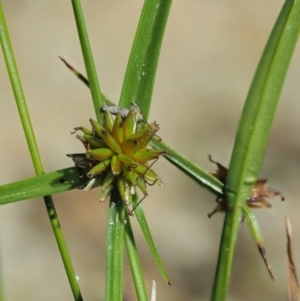 Cyperus sphaeroideus at Paddys River, ACT - 29 Jan 2018