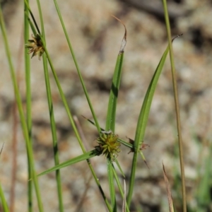 Cyperus sphaeroideus at Paddys River, ACT - 29 Jan 2018