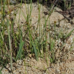 Cyperus sphaeroideus at Paddys River, ACT - 29 Jan 2018