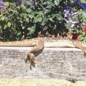 Pogona barbata at Yass, NSW - 14 Nov 2017