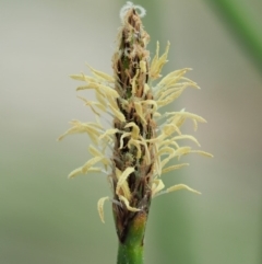 Eleocharis acuta (Common Spike-rush) at Paddys River, ACT - 11 Jan 2018 by KenT