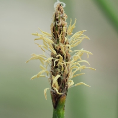 Eleocharis acuta (Common Spike-rush) at Paddys River, ACT - 11 Jan 2018 by KenT