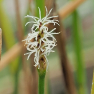 Eleocharis acuta at Paddys River, ACT - 11 Jan 2018