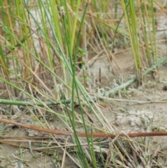 Eleocharis acuta at Paddys River, ACT - 11 Jan 2018 07:46 AM