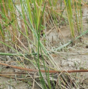 Eleocharis acuta at Paddys River, ACT - 11 Jan 2018 07:46 AM