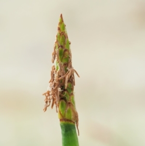 Eleocharis sphacelata at Tharwa, ACT - 11 Jan 2018