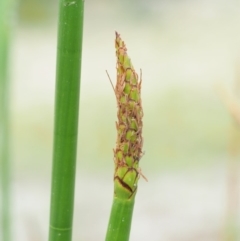 Eleocharis sphacelata at Tharwa, ACT - 11 Jan 2018