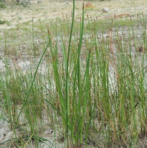 Eleocharis sphacelata at Tharwa, ACT - 11 Jan 2018 07:45 AM