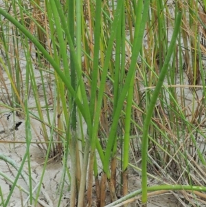 Eleocharis sphacelata at Tharwa, ACT - 11 Jan 2018