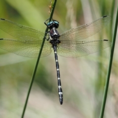 Eusynthemis guttata (Southern Tigertail) at Paddys River, ACT - 29 Jan 2018 by KenT