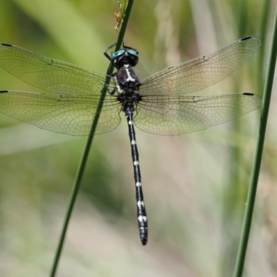 Eusynthemis guttata (Southern Tigertail) at Gibraltar Pines - 29 Jan 2018 by KenT