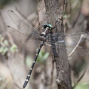 Eusynthemis guttata at Paddys River, ACT - 29 Jan 2018 11:37 AM