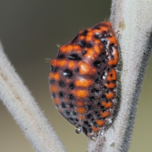 Icerya acaciae at Paddys River, ACT - 29 Jan 2018